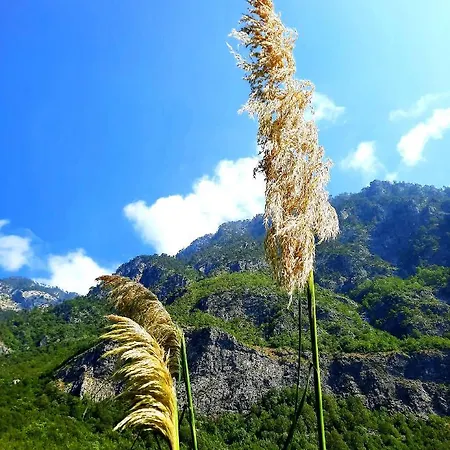 Alexander فالبني